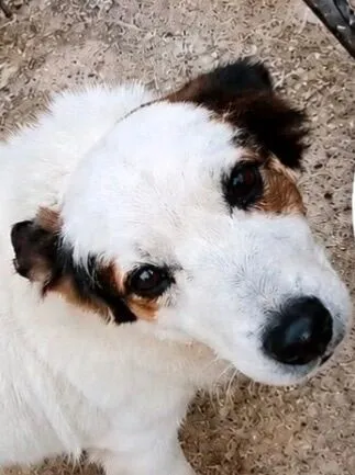 Cachorro raça Fox Terrier idade 1 ano nome Bob 