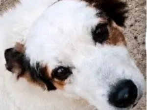 Cachorro raça Fox Terrier idade 1 ano nome Bob 
