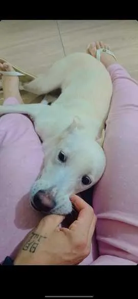 Cachorro raça SRD-ViraLata idade 1 ano nome mel