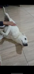 mel