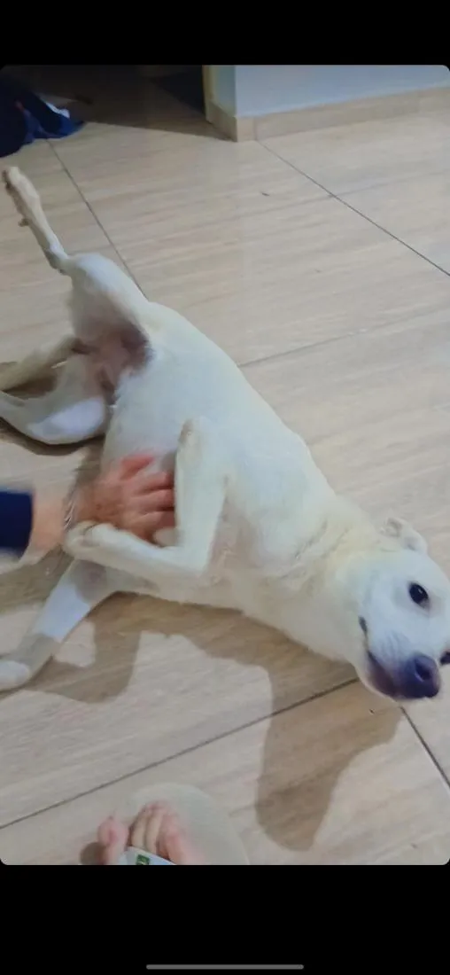 Cachorro raça SRD-ViraLata idade 1 ano nome mel