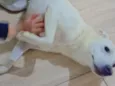 mel