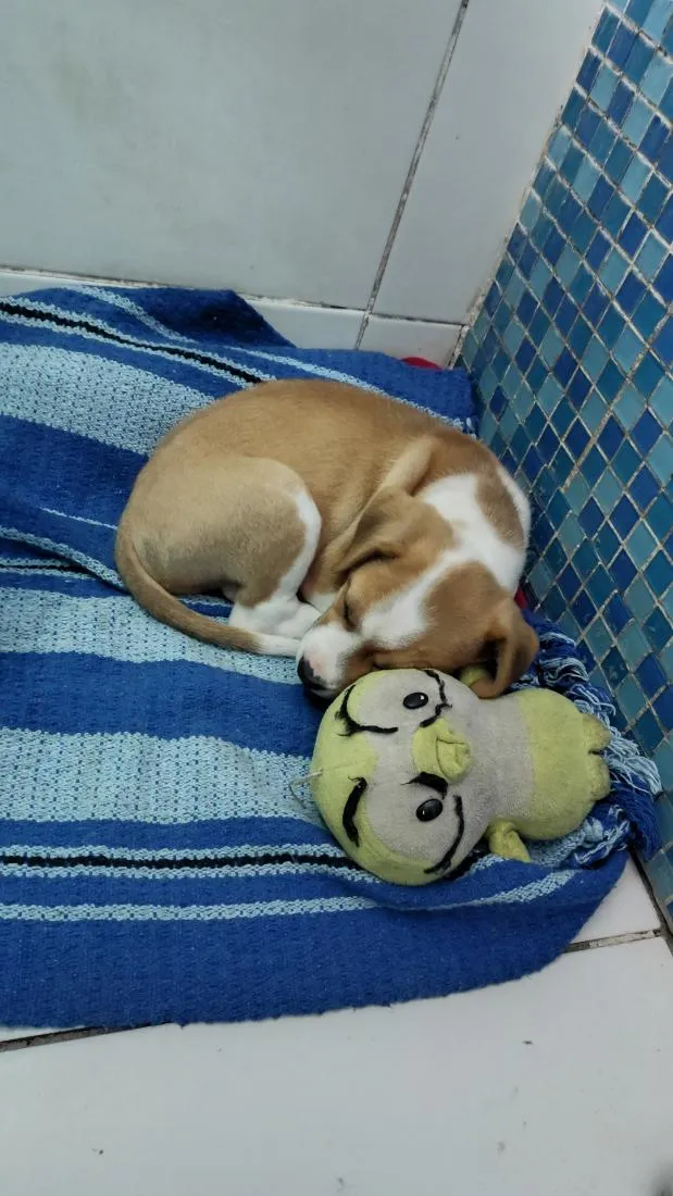 Cachorro raça Pit-Bull idade 2 a 6 meses nome MAX