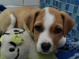 Cachorro raça Pit-Bull idade 2 a 6 meses nome MAX