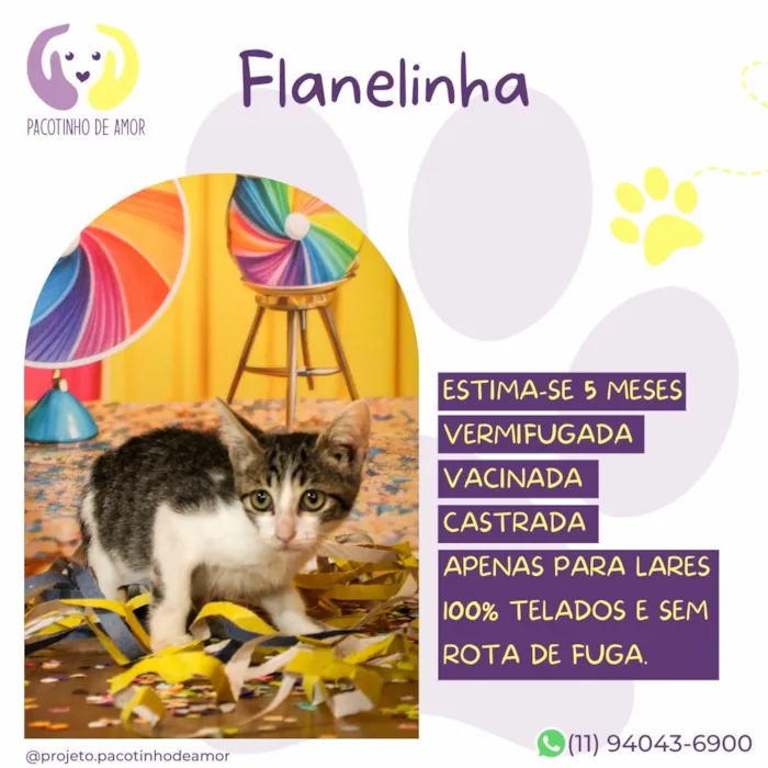 Gato raça SRD-ViraLata idade 5 anos nome Flanelinha