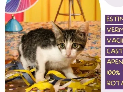 Gato raça SRD-ViraLata idade 5 anos nome Flanelinha