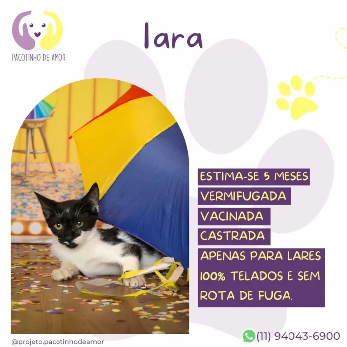Gato raça SRD-ViraLata idade 5 anos nome Lara