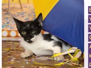 Gato raça SRD-ViraLata idade 5 anos nome Lara
