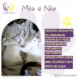 Milo e Nilo 