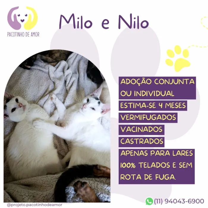 Gato raça SRD-ViraLata idade 2 a 6 meses nome Milo e Nilo 