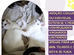 Gato raça SRD-ViraLata idade 2 a 6 meses nome Milo e Nilo 