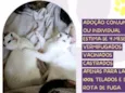 Milo e Nilo