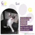 Sol