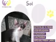 Sol
