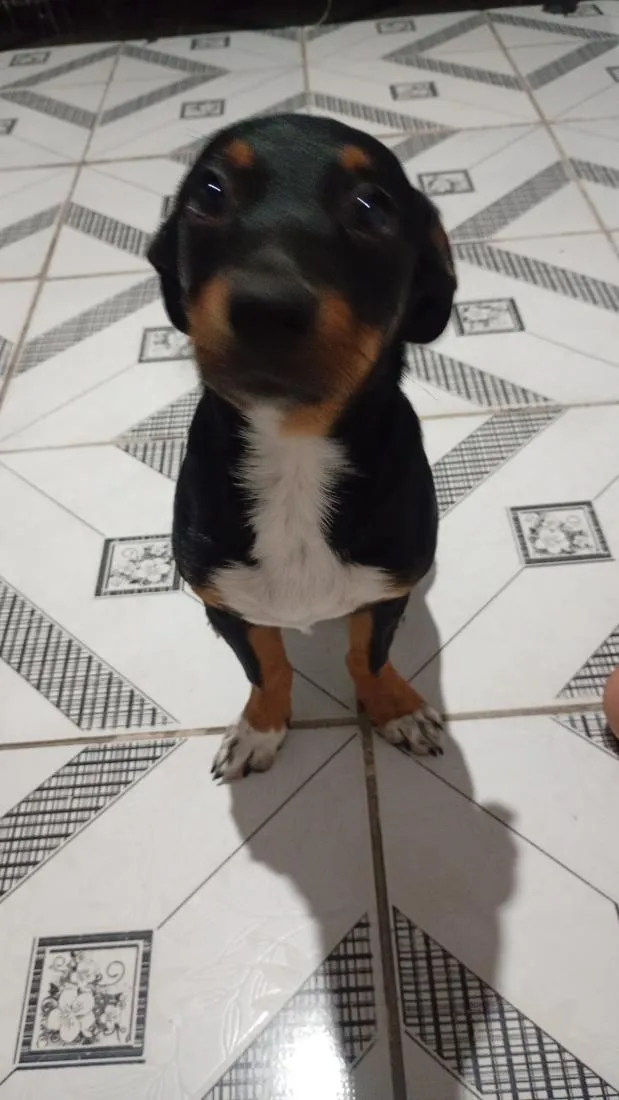 Cachorro raça SRD-ViraLata idade 1 ano nome Thor