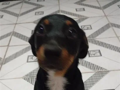 Cachorro raça SRD-ViraLata idade 1 ano nome Thor