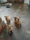 Amigo, Capitão, fofinha, Esmeralda 