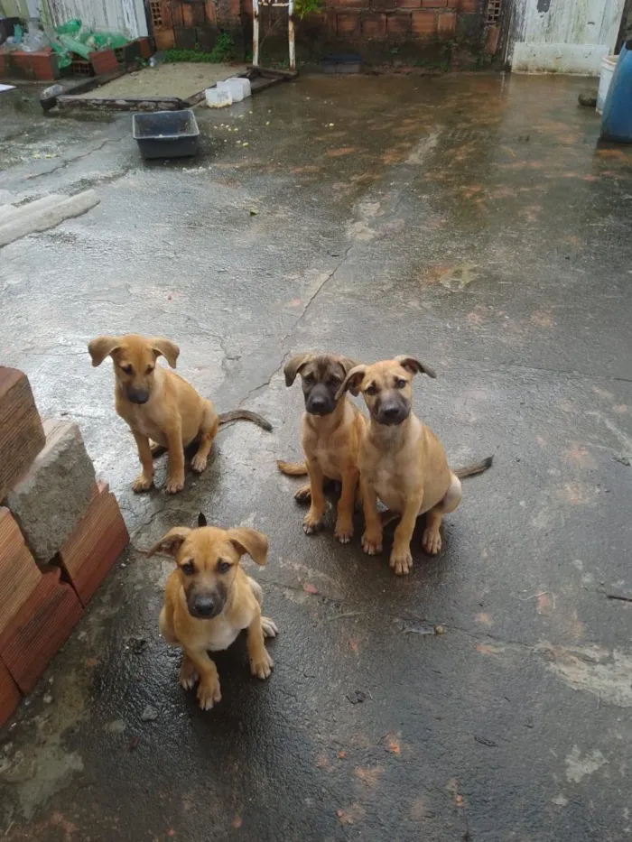 Cachorro raça SRD-ViraLata idade 2 a 6 meses nome Amigo, Capitão, fofinha, Esmeralda 