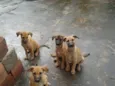 Amigo, Capitão, fofinha, Esmeralda 