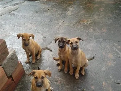 Cachorro raça SRD-ViraLata idade 2 a 6 meses nome Amigo, Capitão, fofinha, Esmeralda 