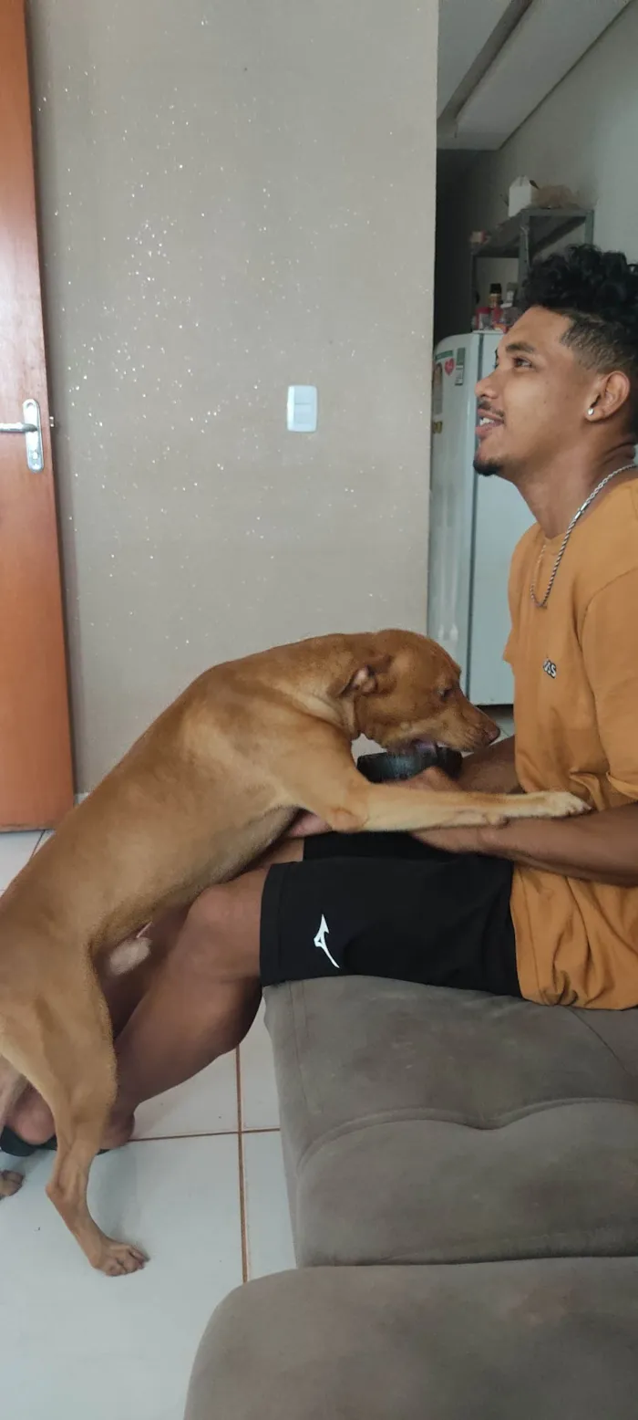 Cachorro raça SRD-ViraLata idade 3 anos nome kingStone