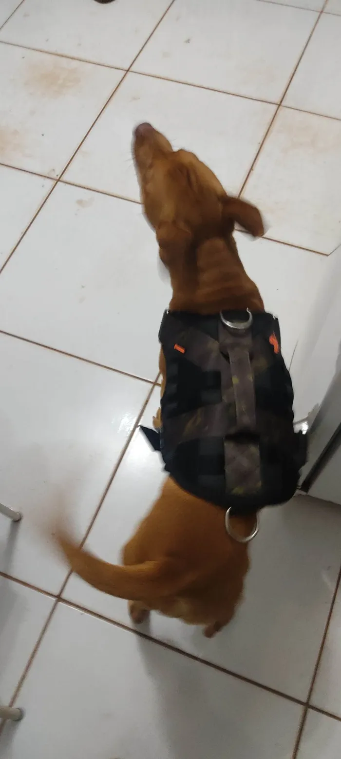 Cachorro raça SRD-ViraLata idade 3 anos nome kingStone