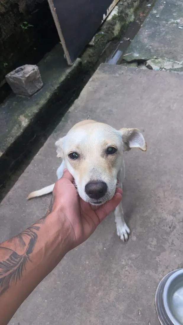 Cachorro raça SRD-ViraLata idade 1 ano nome bela 