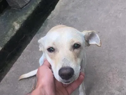 Cachorro raça SRD-ViraLata idade 1 ano nome bela 