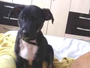 Cachorro raça SRD-ViraLata idade 2 a 6 meses nome Max 
