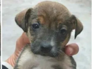 Cachorro raça SRD-ViraLata idade 2 a 6 meses nome Sem nome FILHOTE