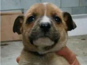 Cachorro raça SRD-ViraLata idade Abaixo de 2 meses nome Sem nome FILHOTE