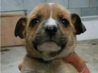 Cachorro raça SRD-ViraLata idade Abaixo de 2 meses nome Sem nome FILHOTE