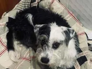 Cachorro raça SRD-ViraLata idade 1 ano nome Kira