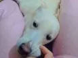 mel