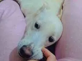 Cachorro raça SRD-ViraLata idade 1 ano nome mel