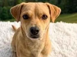 Cachorro raça SRD-ViraLata idade 2 anos nome Neytiri 