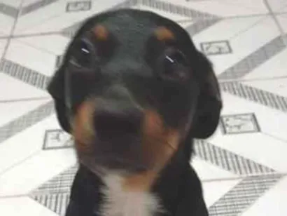 Cachorro raça SRD-ViraLata idade 1 ano nome Thor