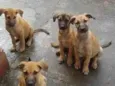 Amigo, Capitão, fofinha, Esmeralda 
