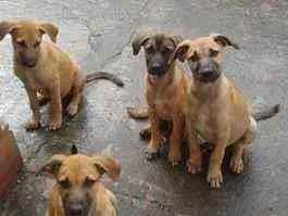 Cachorro raça SRD-ViraLata idade 2 a 6 meses nome Amigo, Capitão, fofinha, Esmeralda 
