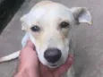 bela 