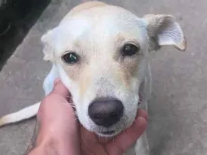 Cachorro raça SRD-ViraLata idade 1 ano nome bela 
