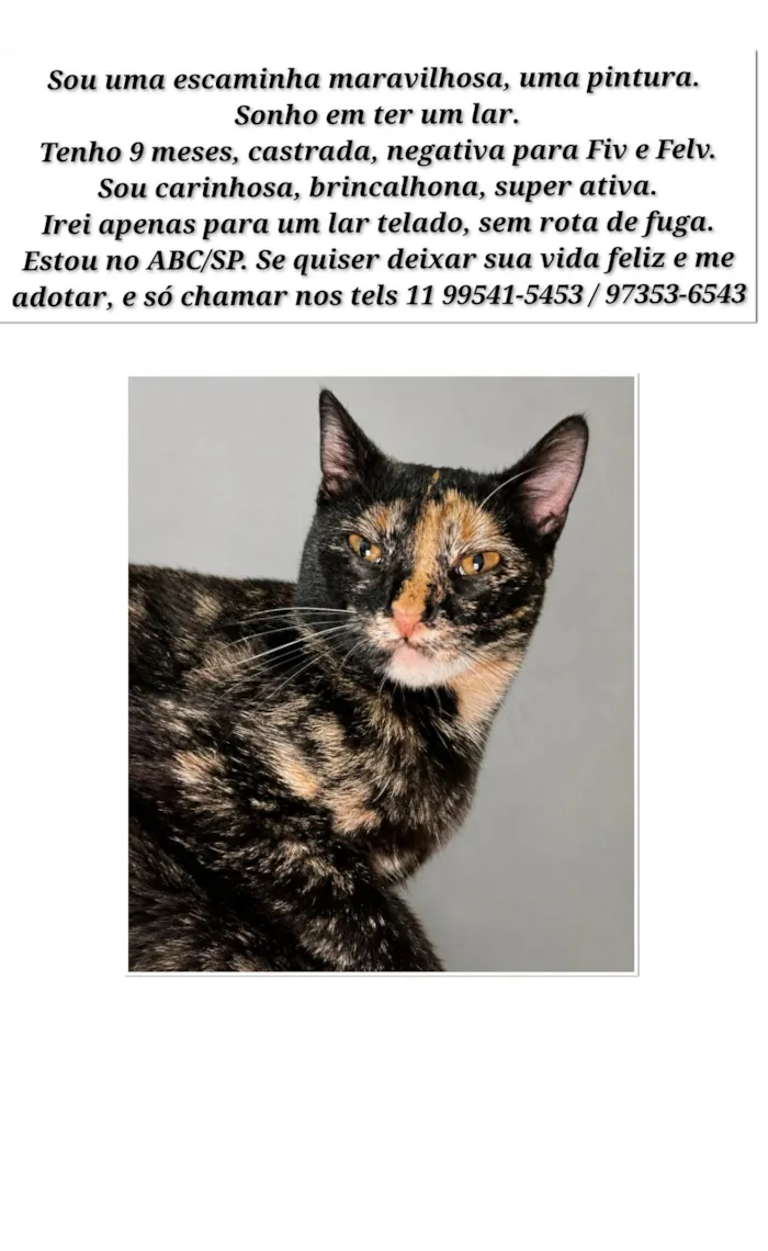 Gato raça SRD-ViraLata idade 7 a 11 meses nome Escaminha