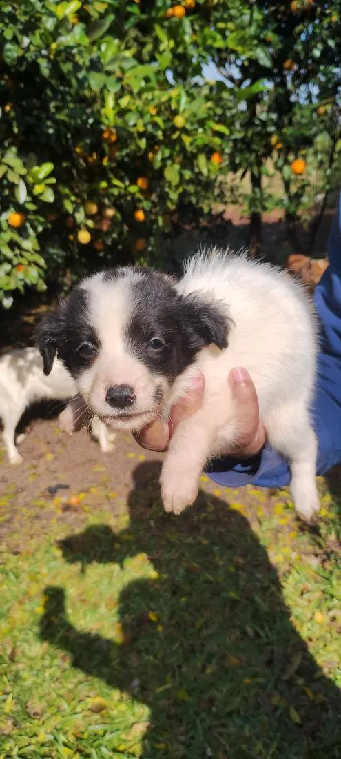 Cachorro raça Labrador idade 2 a 6 meses nome Sem nome