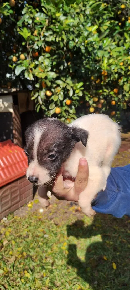 Cachorro raça Labrador idade 2 a 6 meses nome Sem nome
