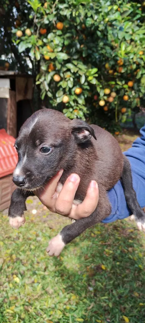 Cachorro raça Labrador idade 2 a 6 meses nome Sem nome