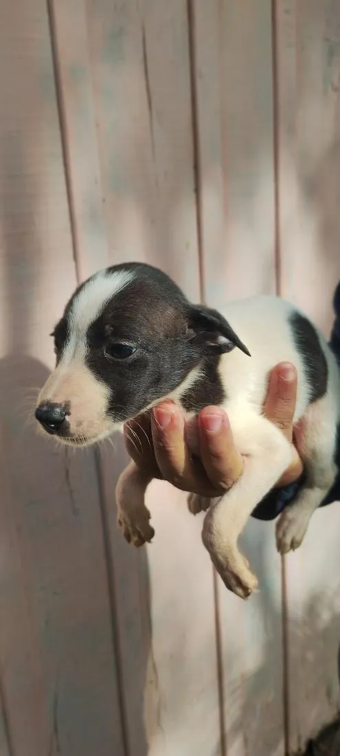 Cachorro raça Labrador idade 2 a 6 meses nome Sem nome