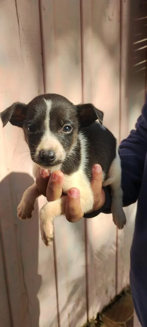 Cachorro raça Labrador idade 2 a 6 meses nome Sem nome