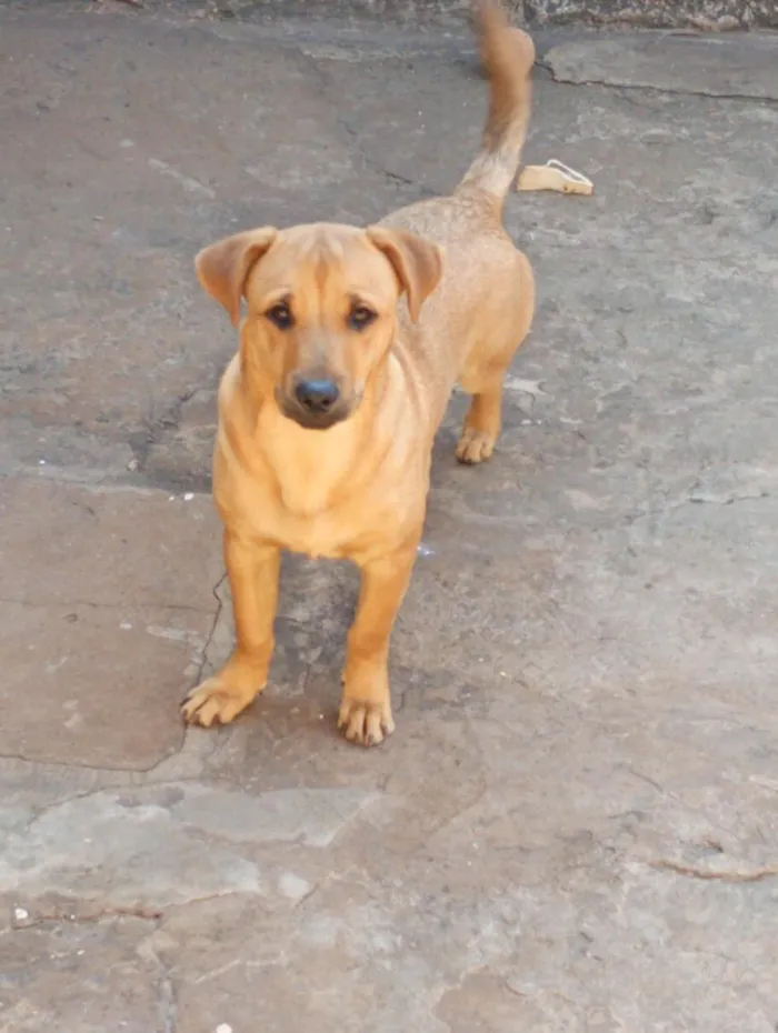Cachorro raça SRD-ViraLata idade 7 a 11 meses nome alegrin