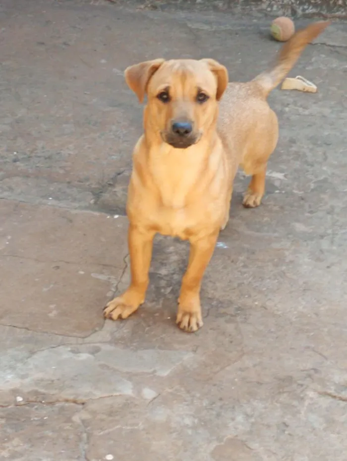 Cachorro raça SRD-ViraLata idade 7 a 11 meses nome alegrin