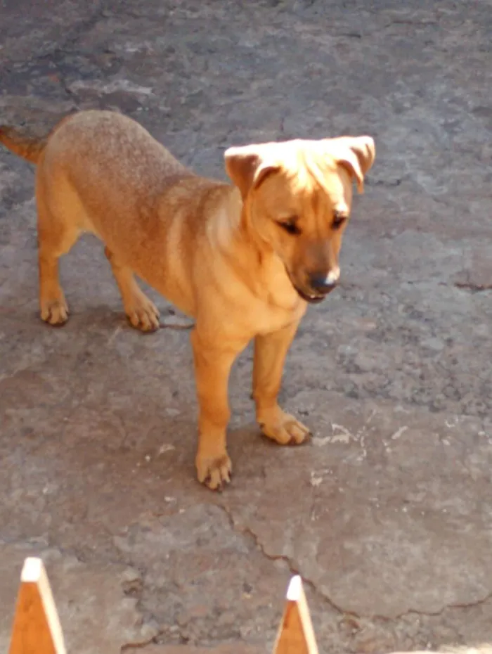 Cachorro raça SRD-ViraLata idade 7 a 11 meses nome alegrin